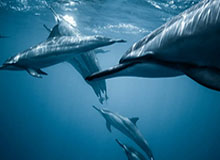 九游娱乐app-湖人休赛期大获全胜 曾统治西部的火勇成最大输家